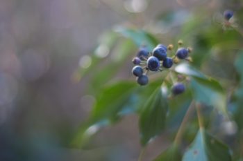 一株长着深蓝色浆果的植物的图片。浆果是图像的焦点，而树叶有点模糊。