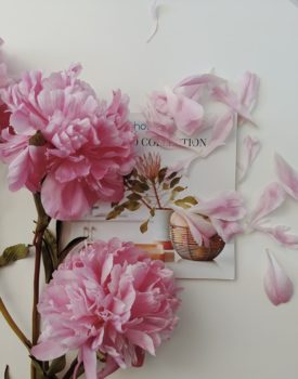 杂志页面上的粉红色花