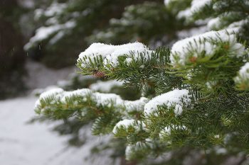 树枝上的雪。维基共享资源提供。