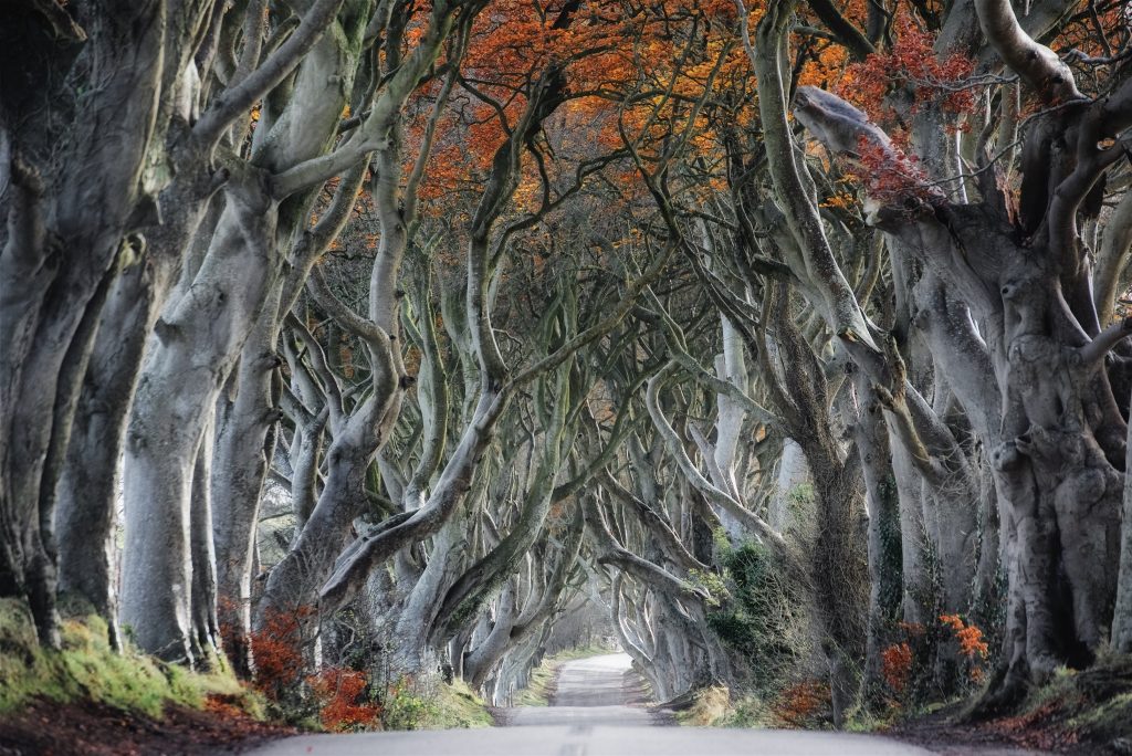 黑暗的树篱在北爱尔兰